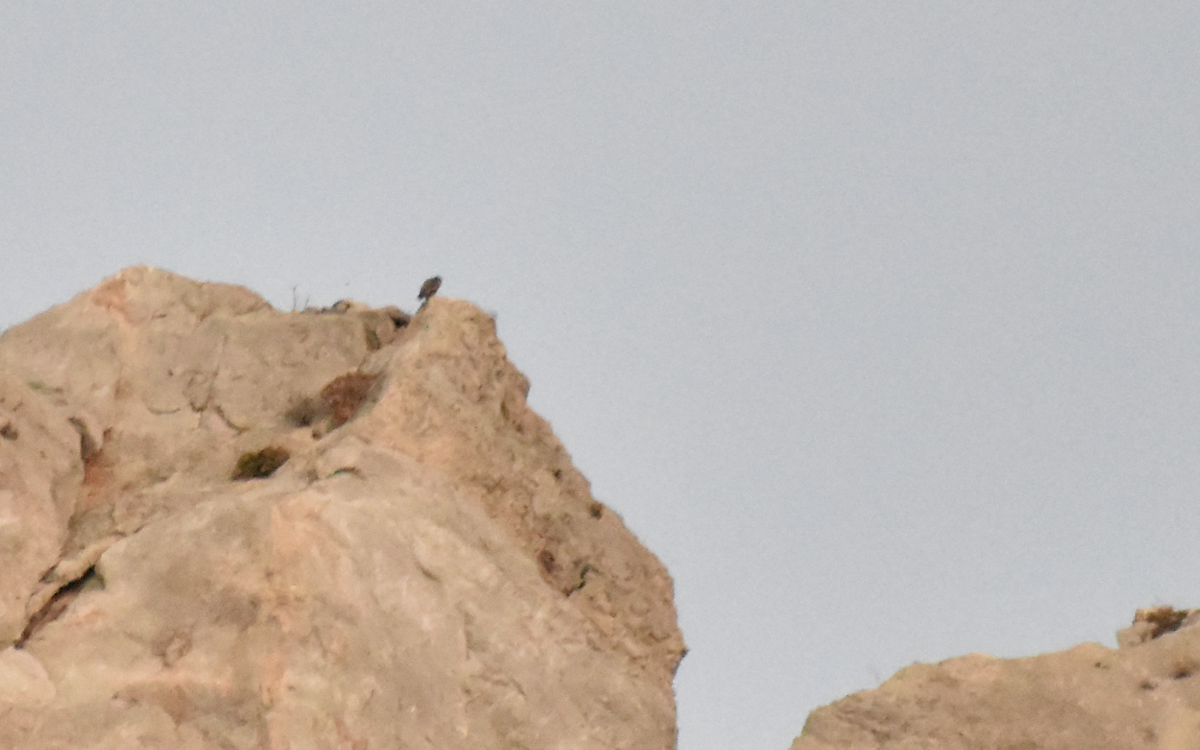 Peregrine Falcon (Mediterranean) - ML642283762