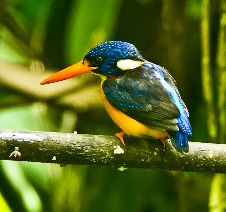 Moluccan Dwarf-Kingfisher (North Moluccan) - ML642283771