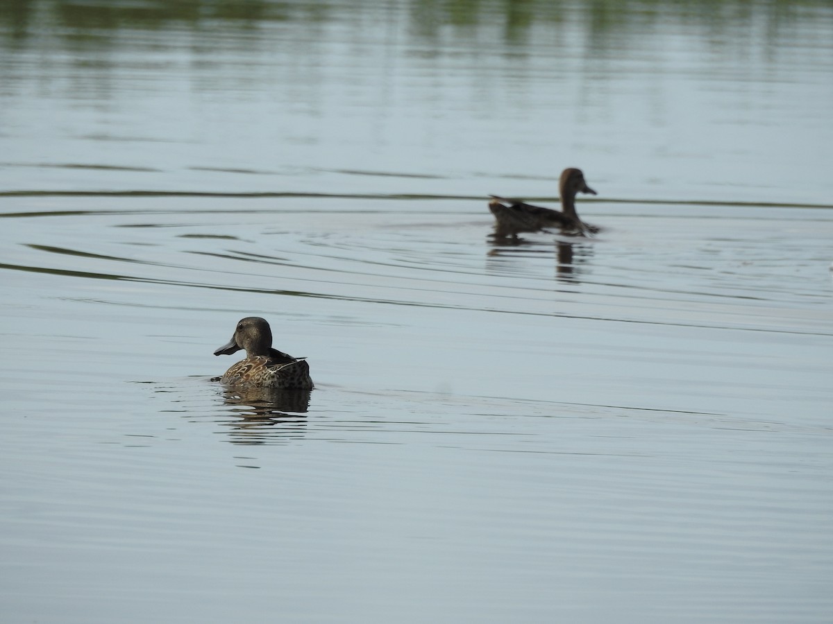 Blue-winged Teal - ML642283774