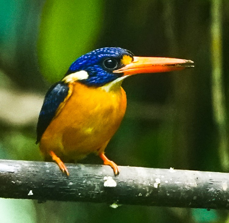 Moluccan Dwarf-Kingfisher (North Moluccan) - ML642283776