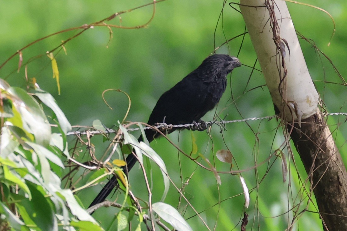 Groove-billed Ani - ML642283784