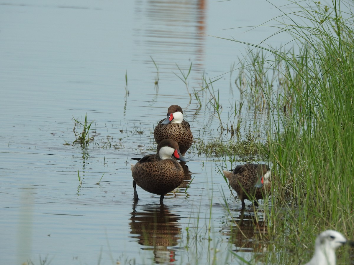 White-cheeked Pintail - ML642283789