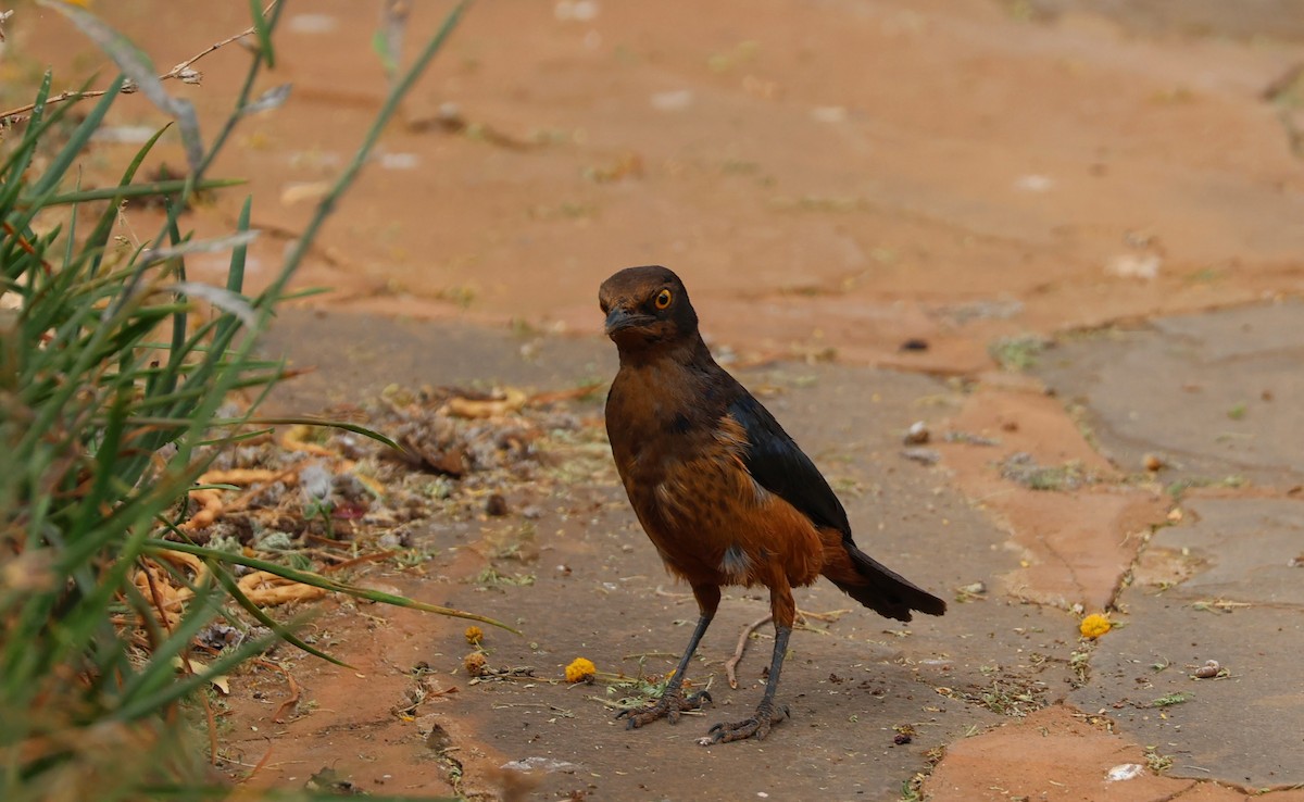 Hildebrandt's Starling - ML642283798