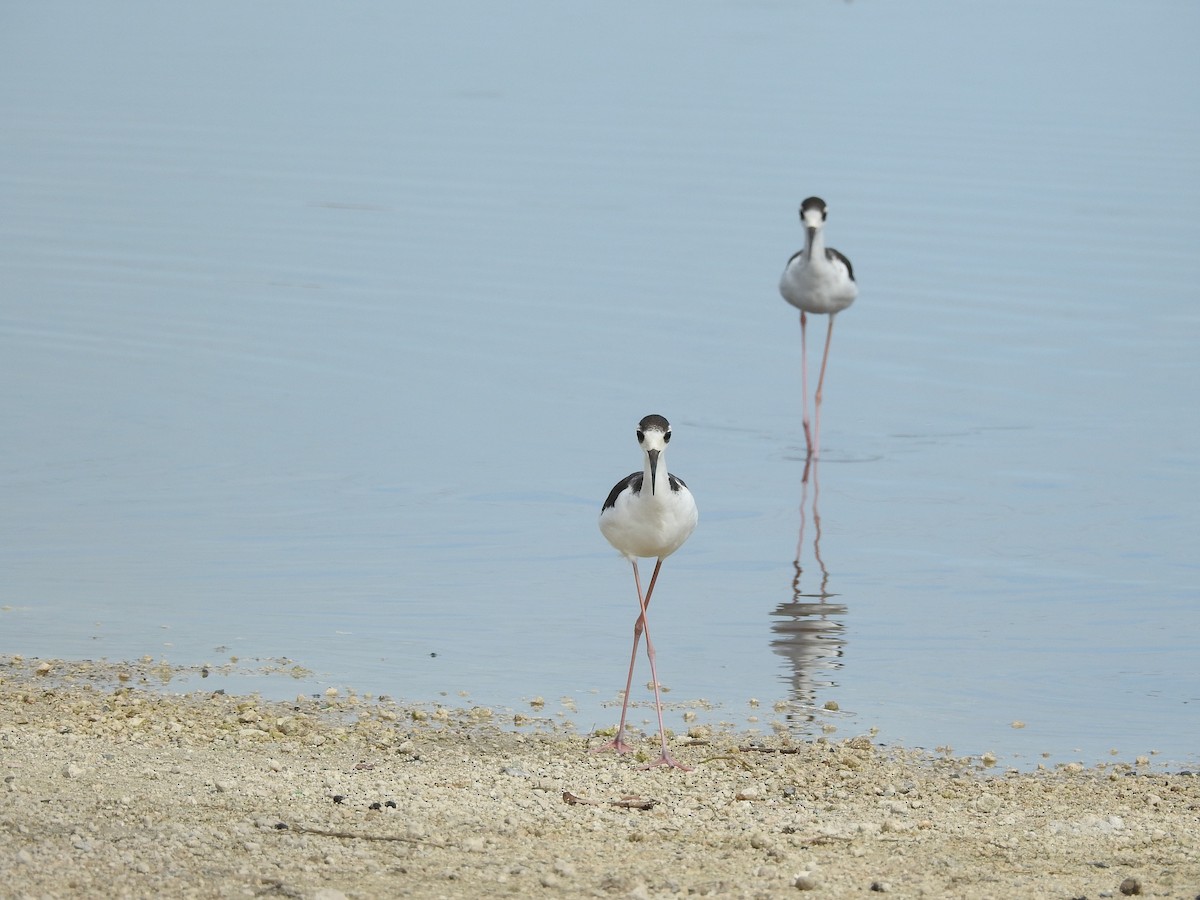 Black-necked Stilt - ML642283803