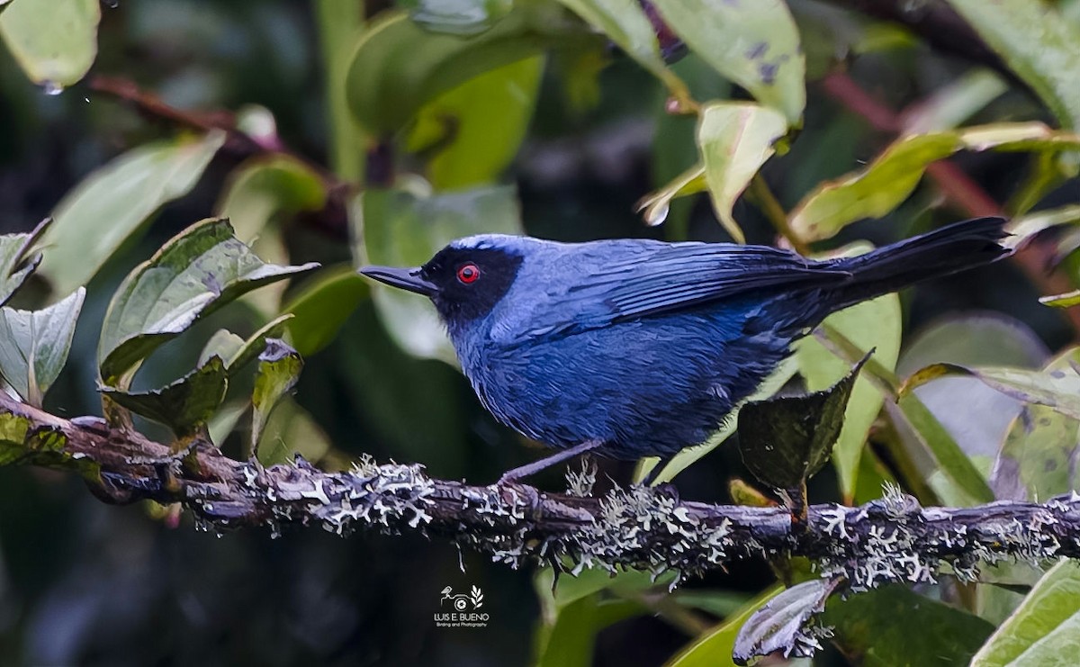 Masked Flowerpiercer - ML642283820
