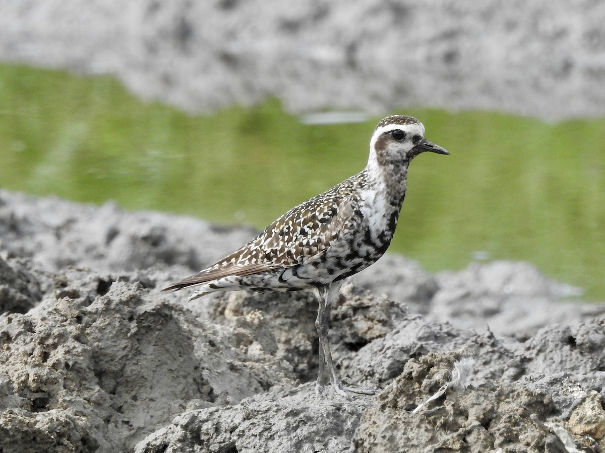 American Golden-Plover - ML642283822