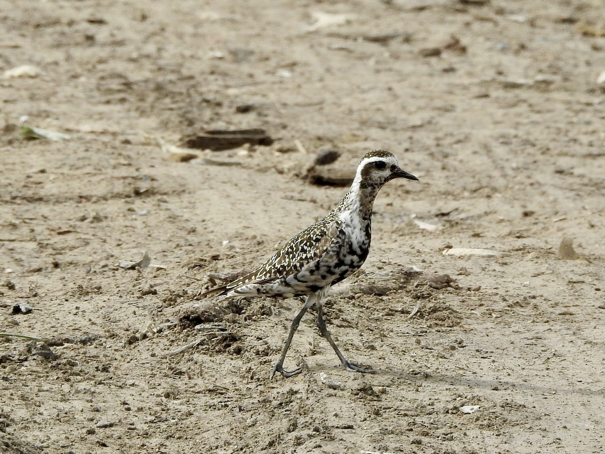 American Golden-Plover - ML642283823