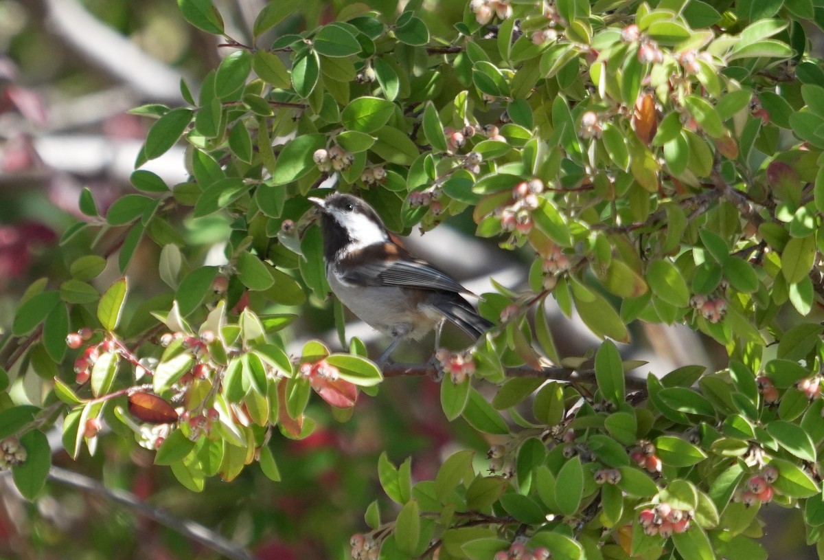 Chestnut-backed Chickadee - ML642283856