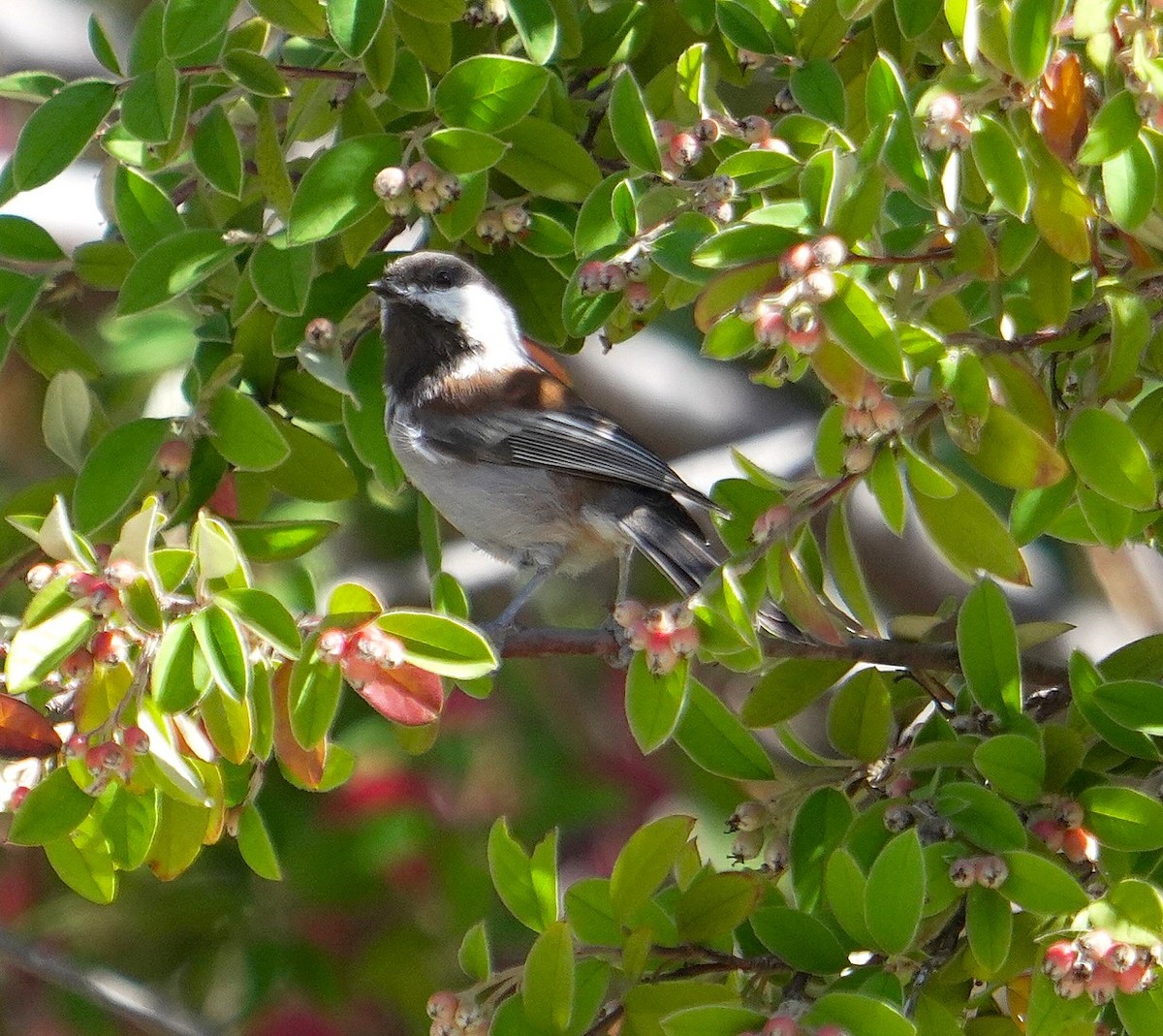 Chestnut-backed Chickadee - ML642283857