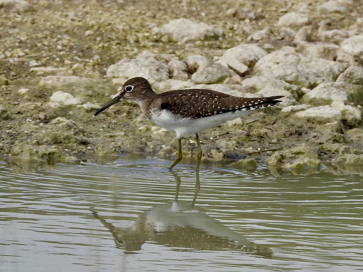 Solitary Sandpiper - ML642283884
