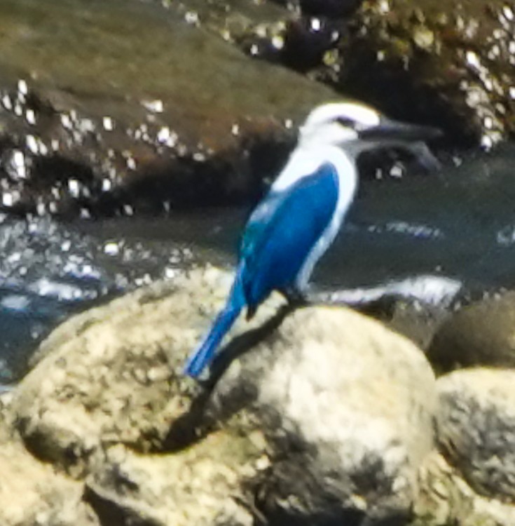 Beach Kingfisher (Beach) - ML642283885