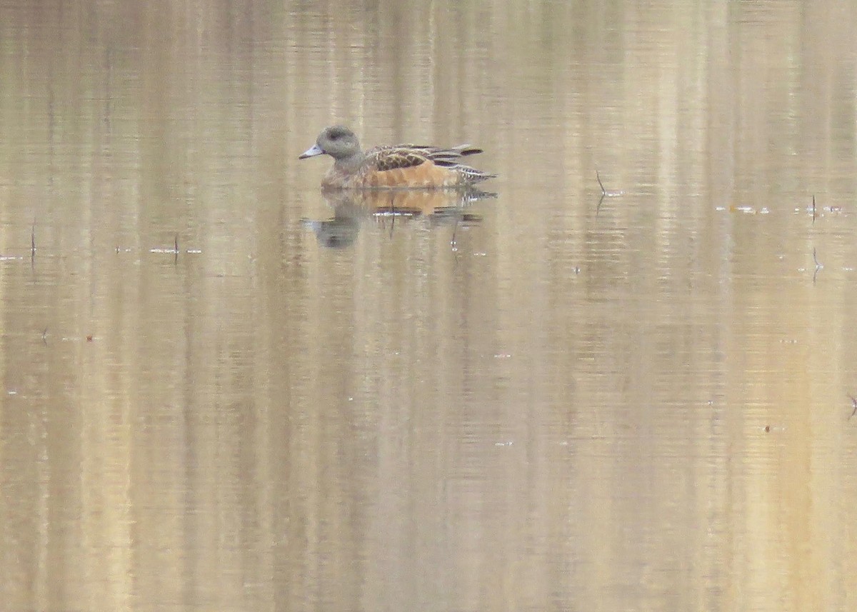 American Wigeon - ML642283897