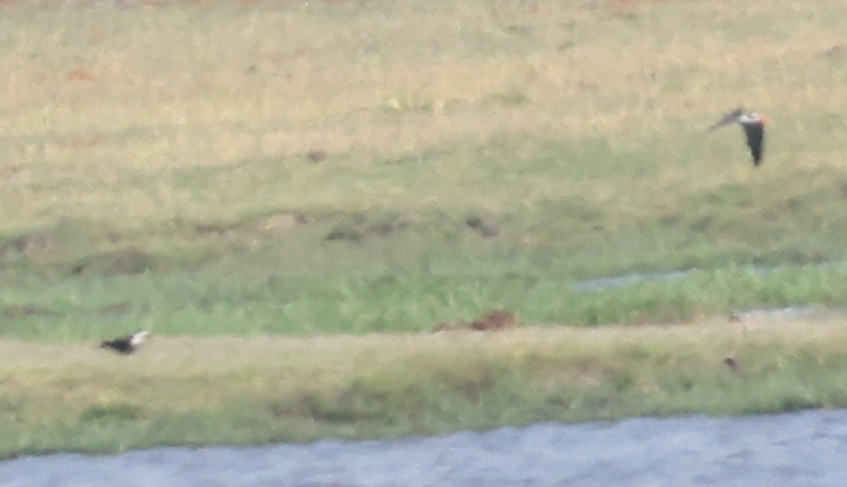 African Skimmer - ML642283899