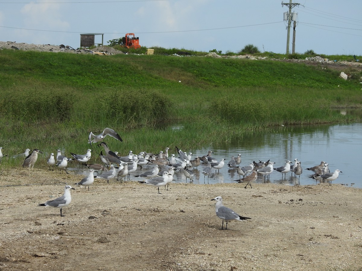Laughing Gull - ML642283905