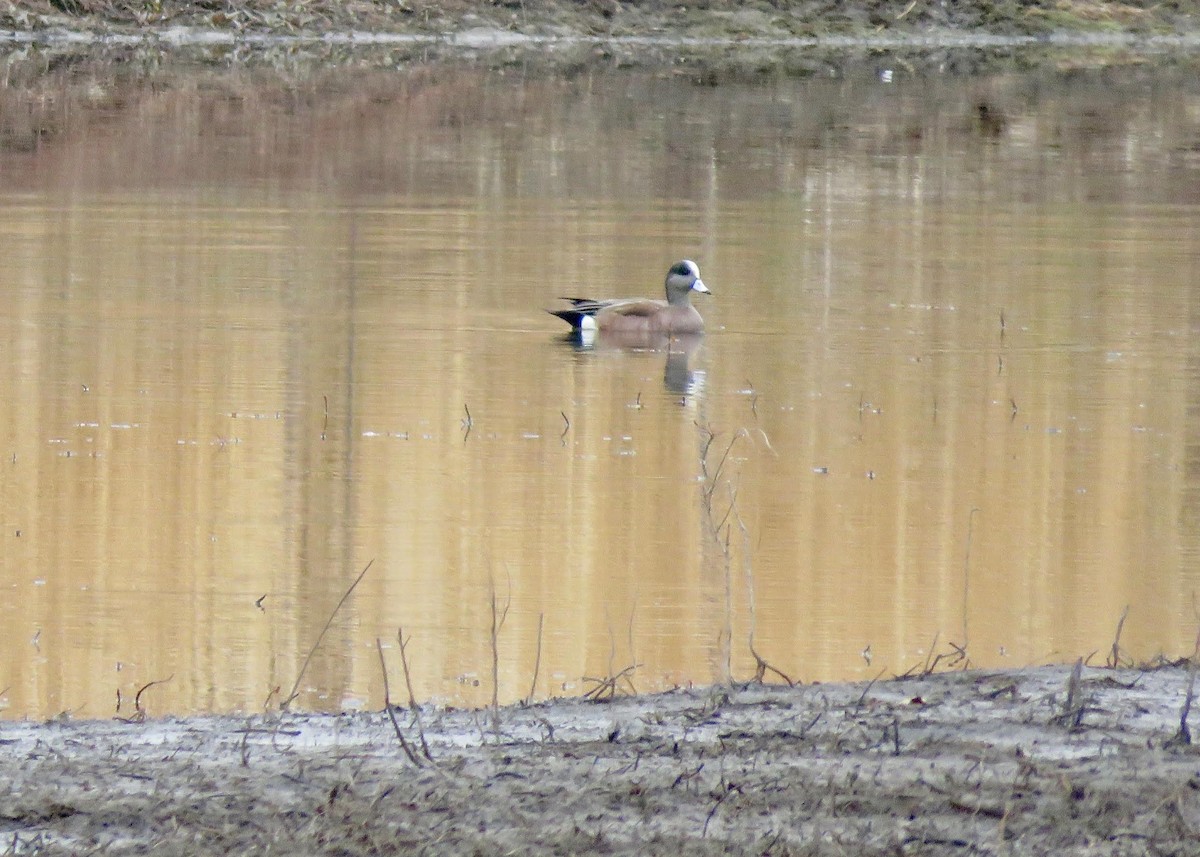 American Wigeon - ML642283906