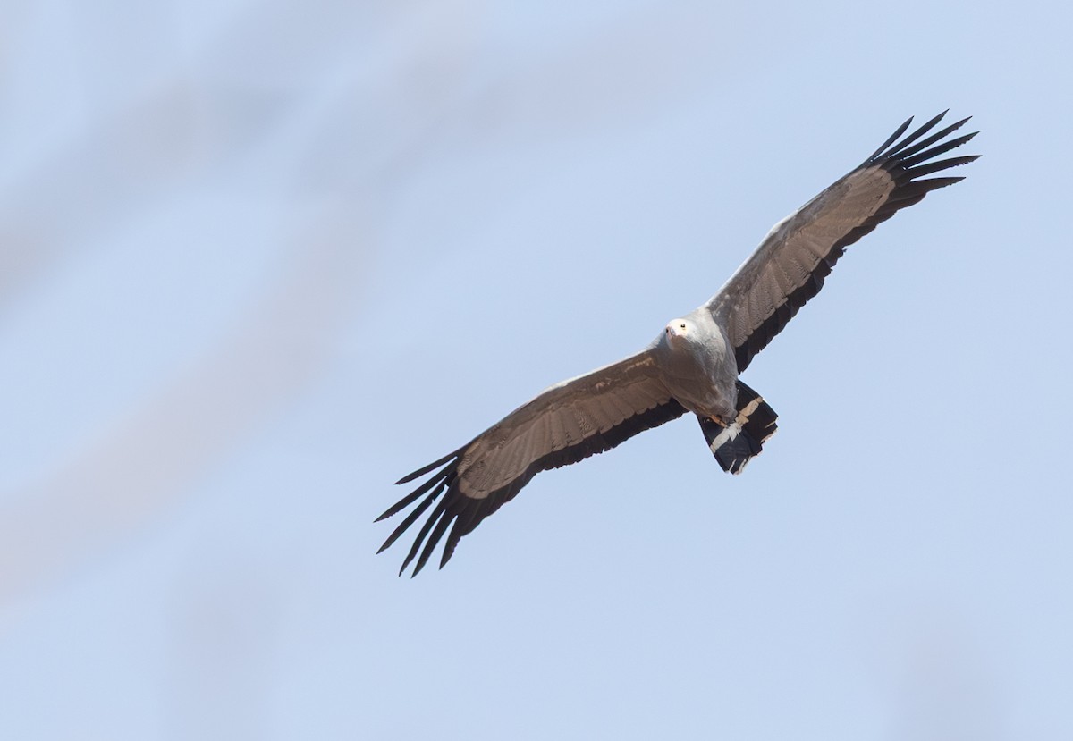 African Harrier-Hawk - ML642283907