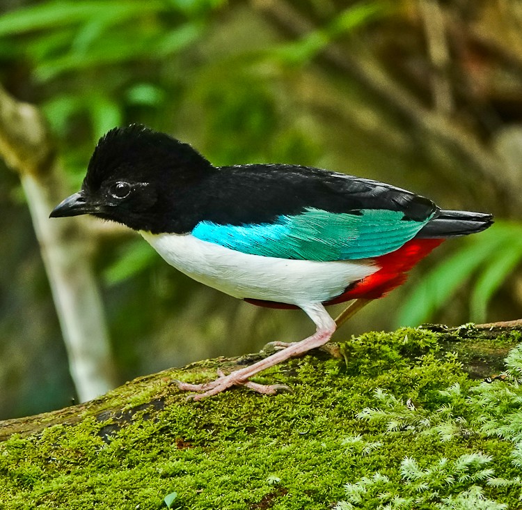 Ivory-breasted Pitta (Ivory-breasted) - ML642283917