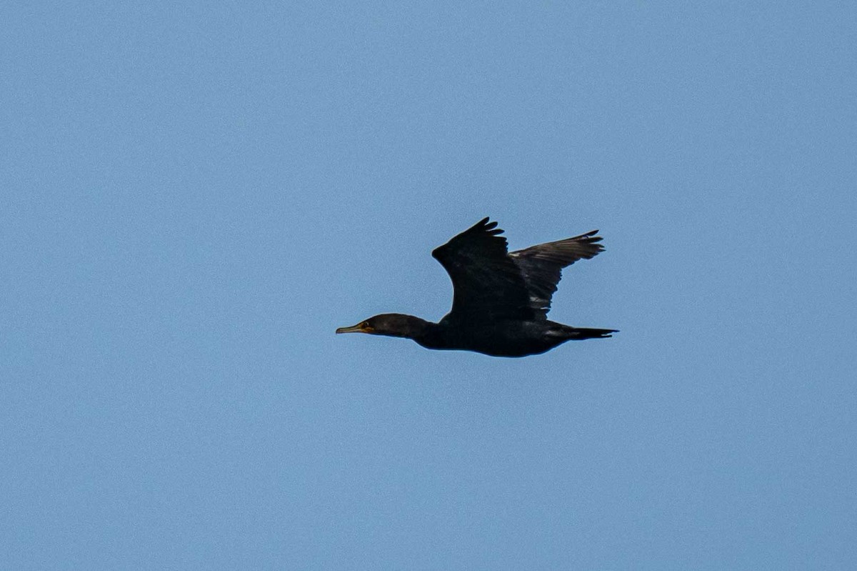 Double-crested Cormorant - ML642283919
