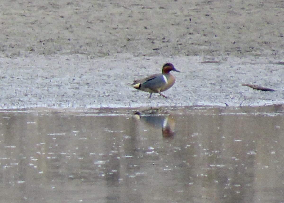 Green-winged Teal - ML642283920