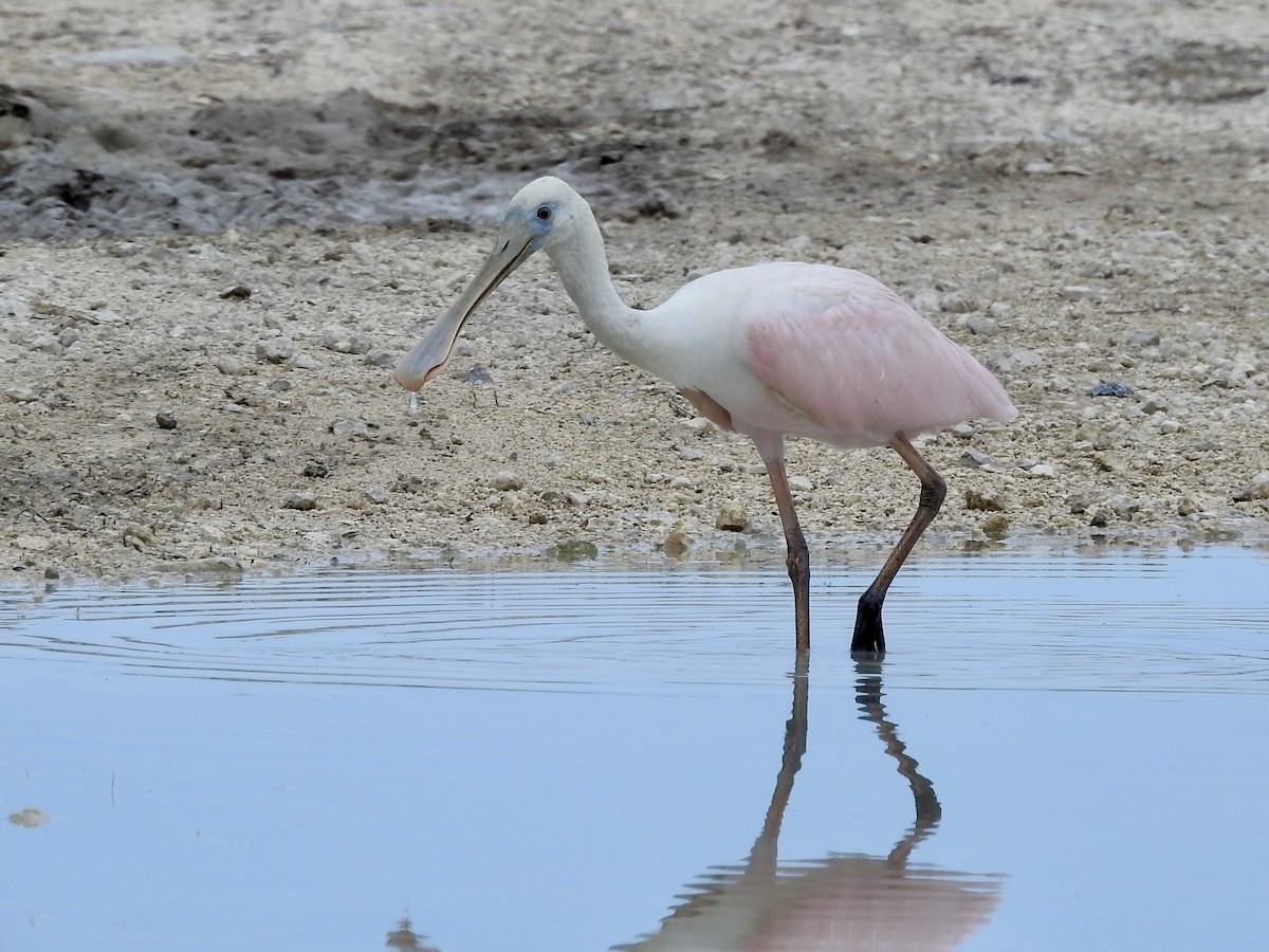 Roseate Spoonbill - ML642283925