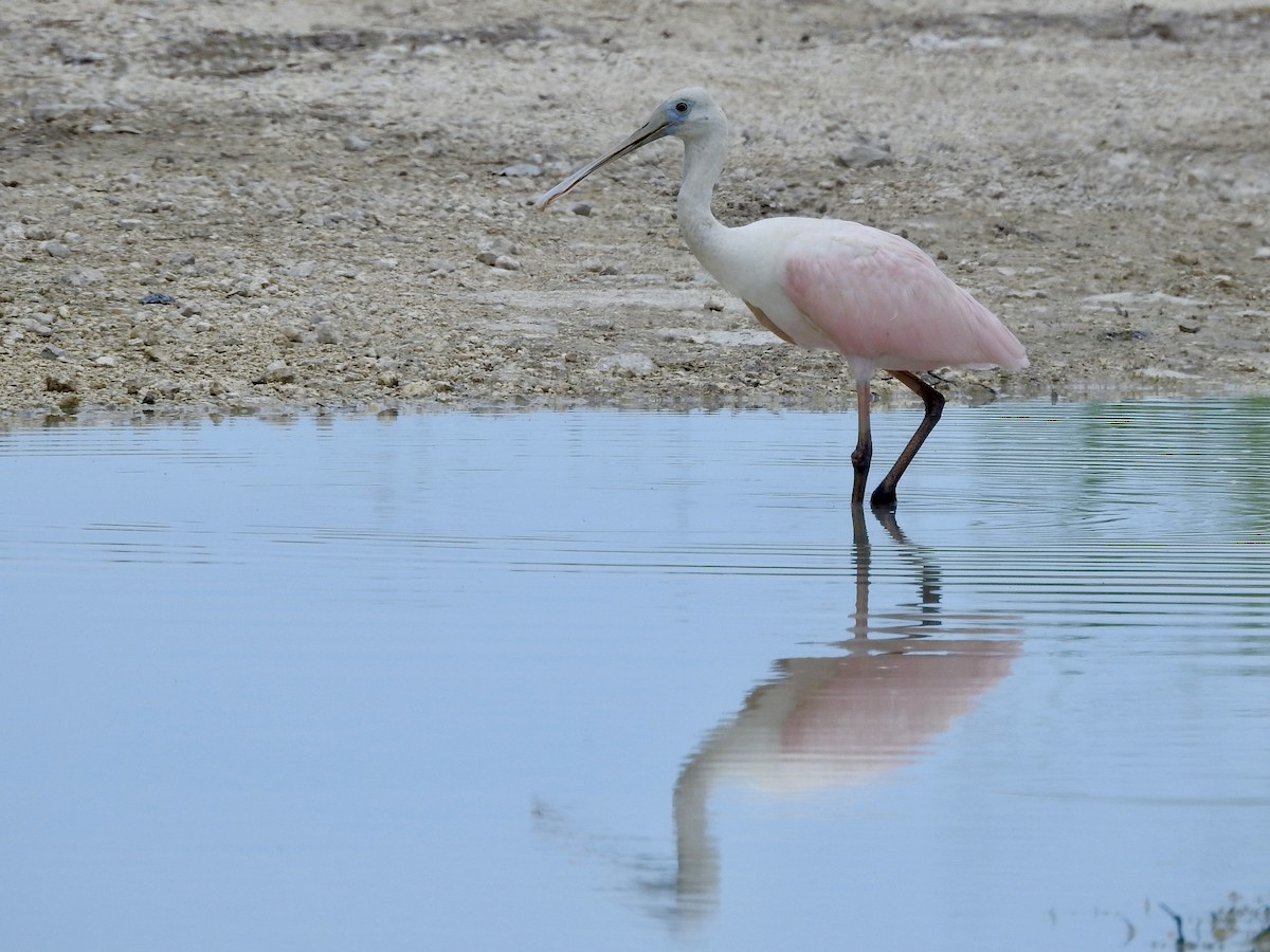Roseate Spoonbill - ML642283926
