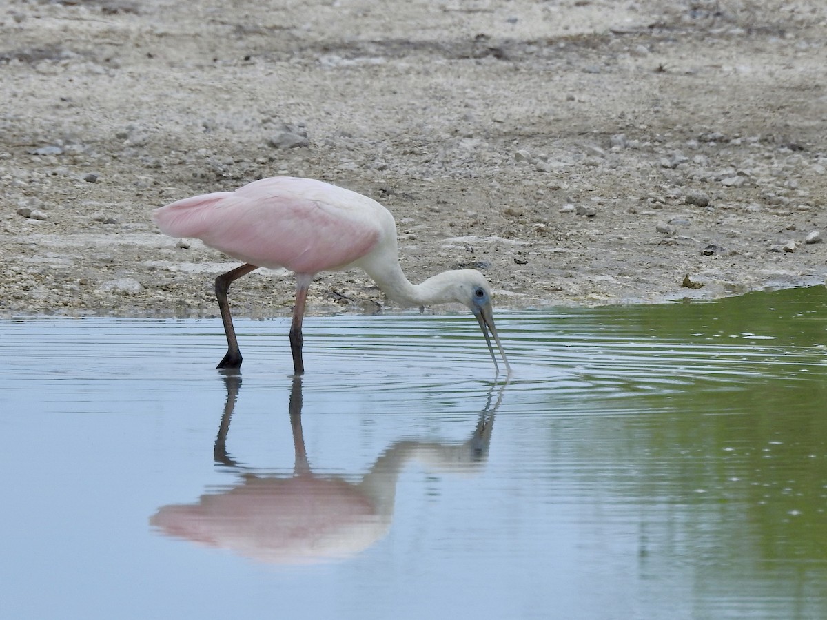 Roseate Spoonbill - ML642283927