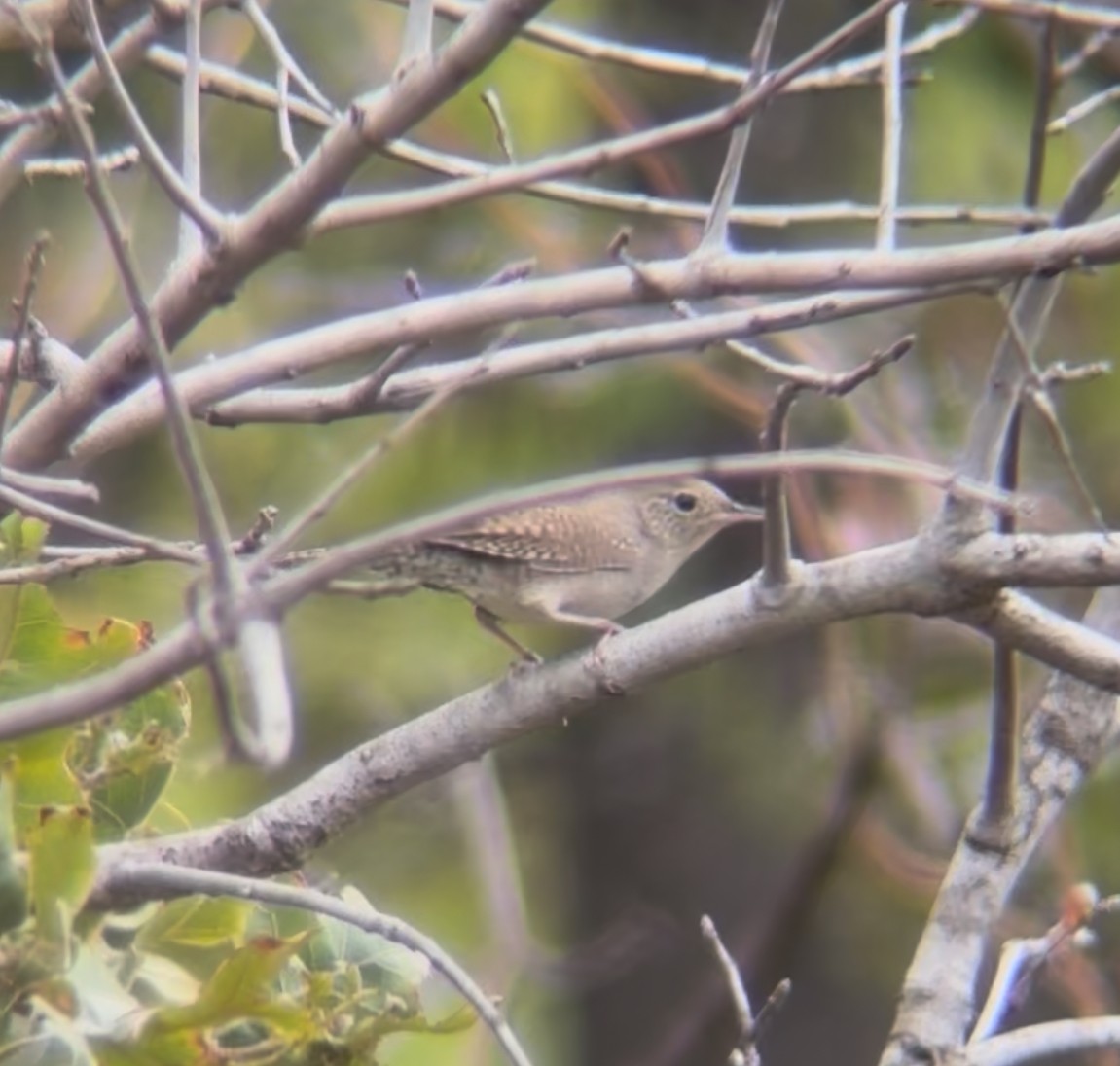 Northern House Wren - ML642283929