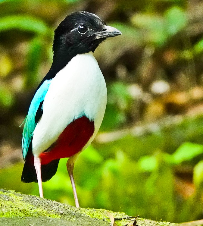 Ivory-breasted Pitta (Ivory-breasted) - ML642283936