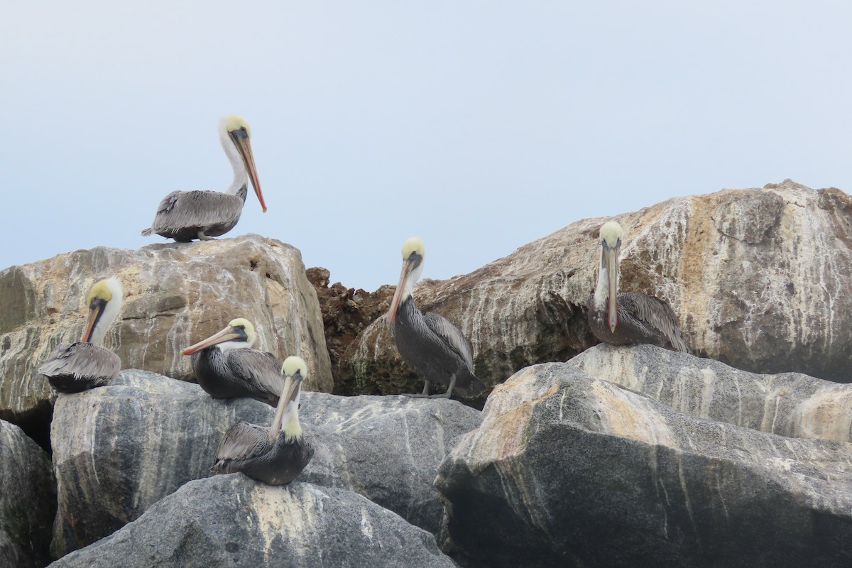 Brown Pelican - ML642283937
