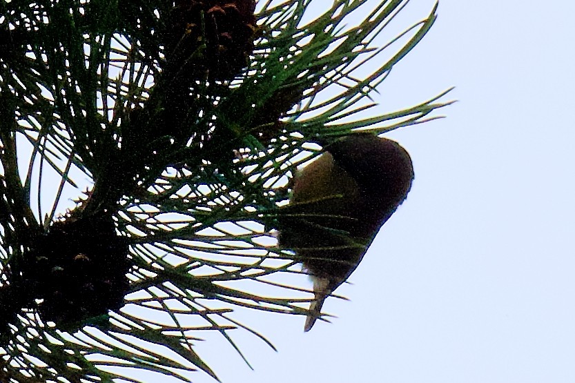 Pygmy Nuthatch - ML642283938