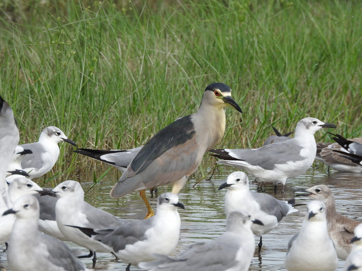 Black-crowned Night Heron - ML642283944