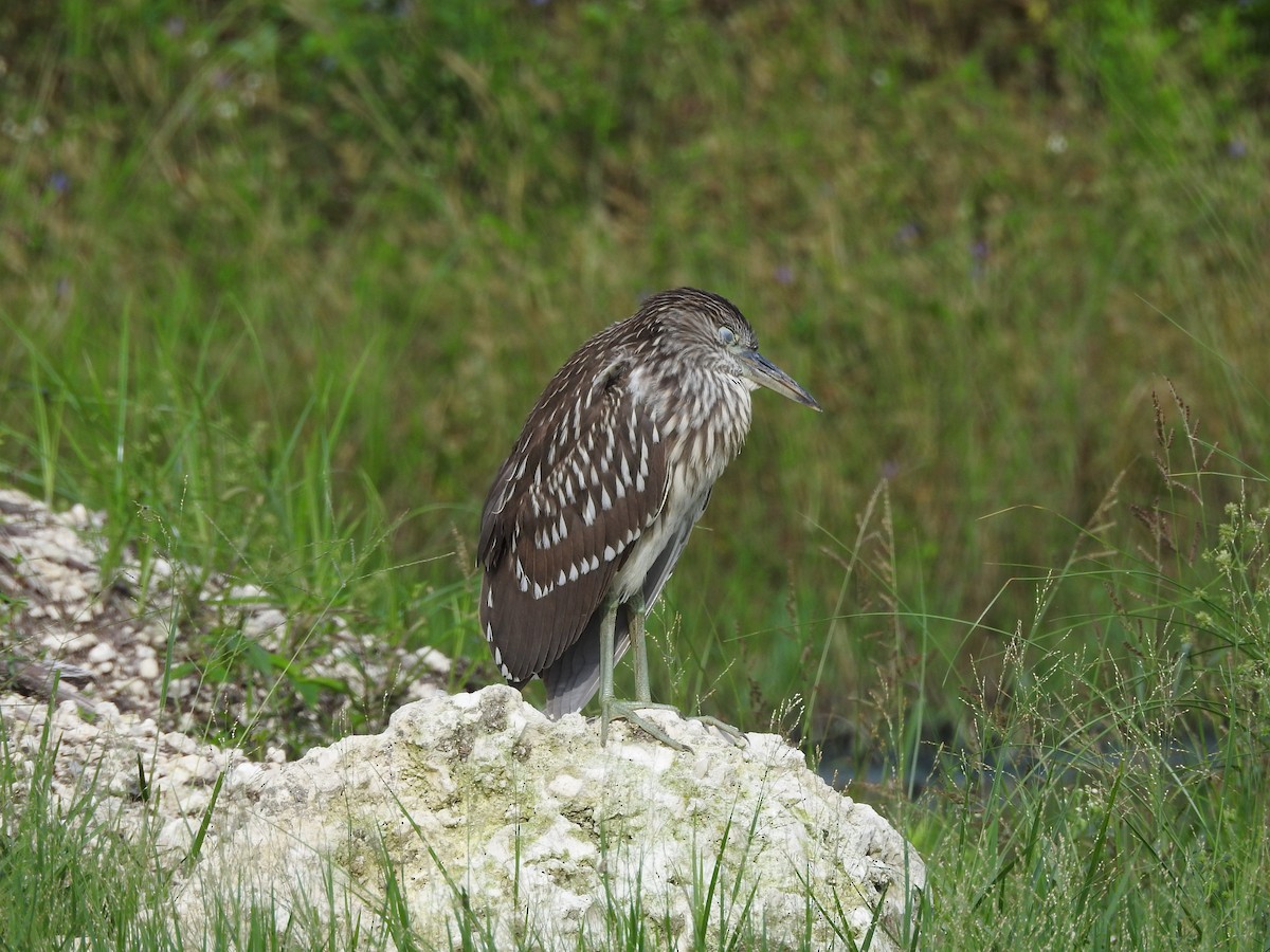 Black-crowned Night Heron - ML642283946