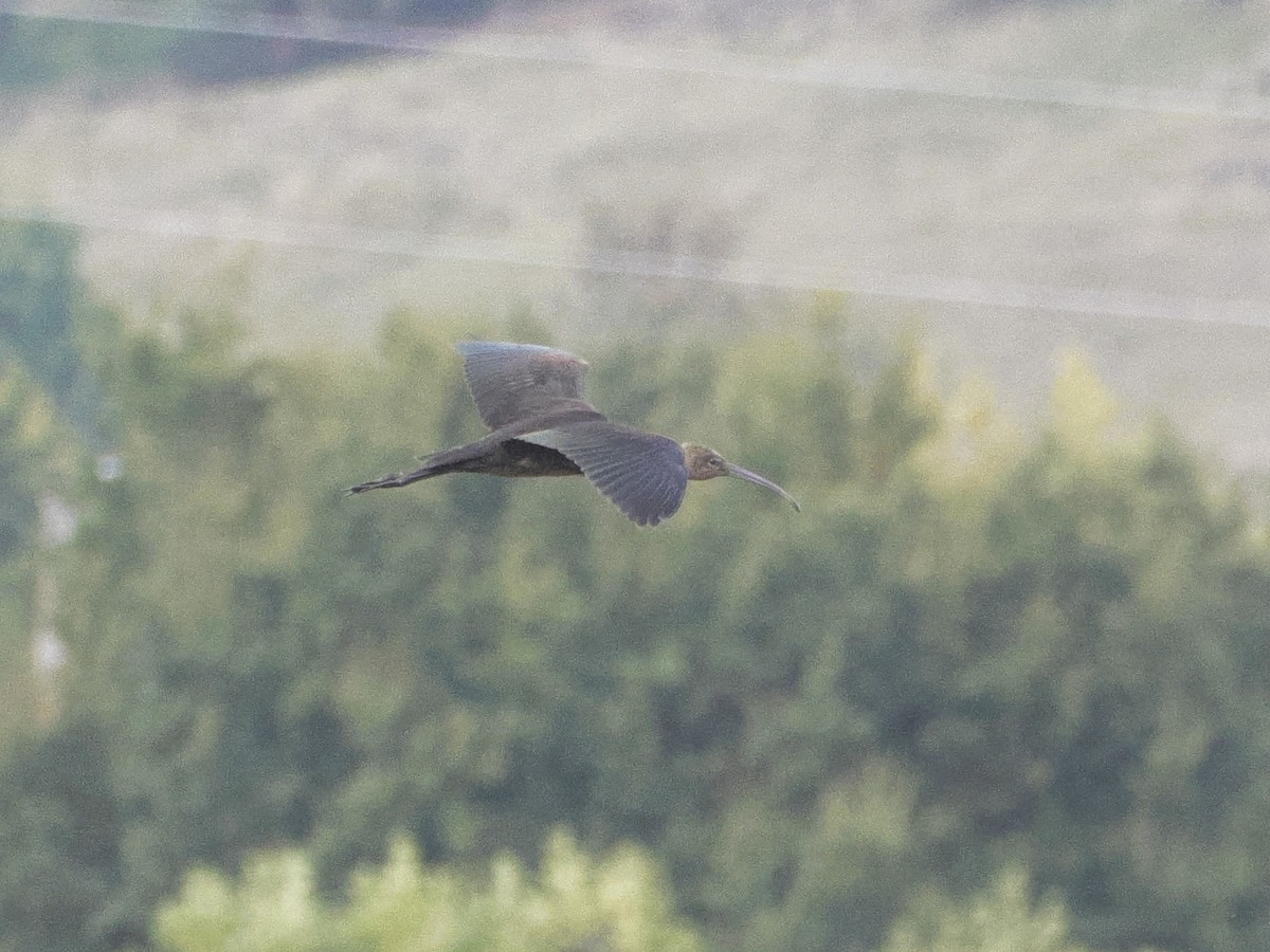 Glossy Ibis - ML642283954