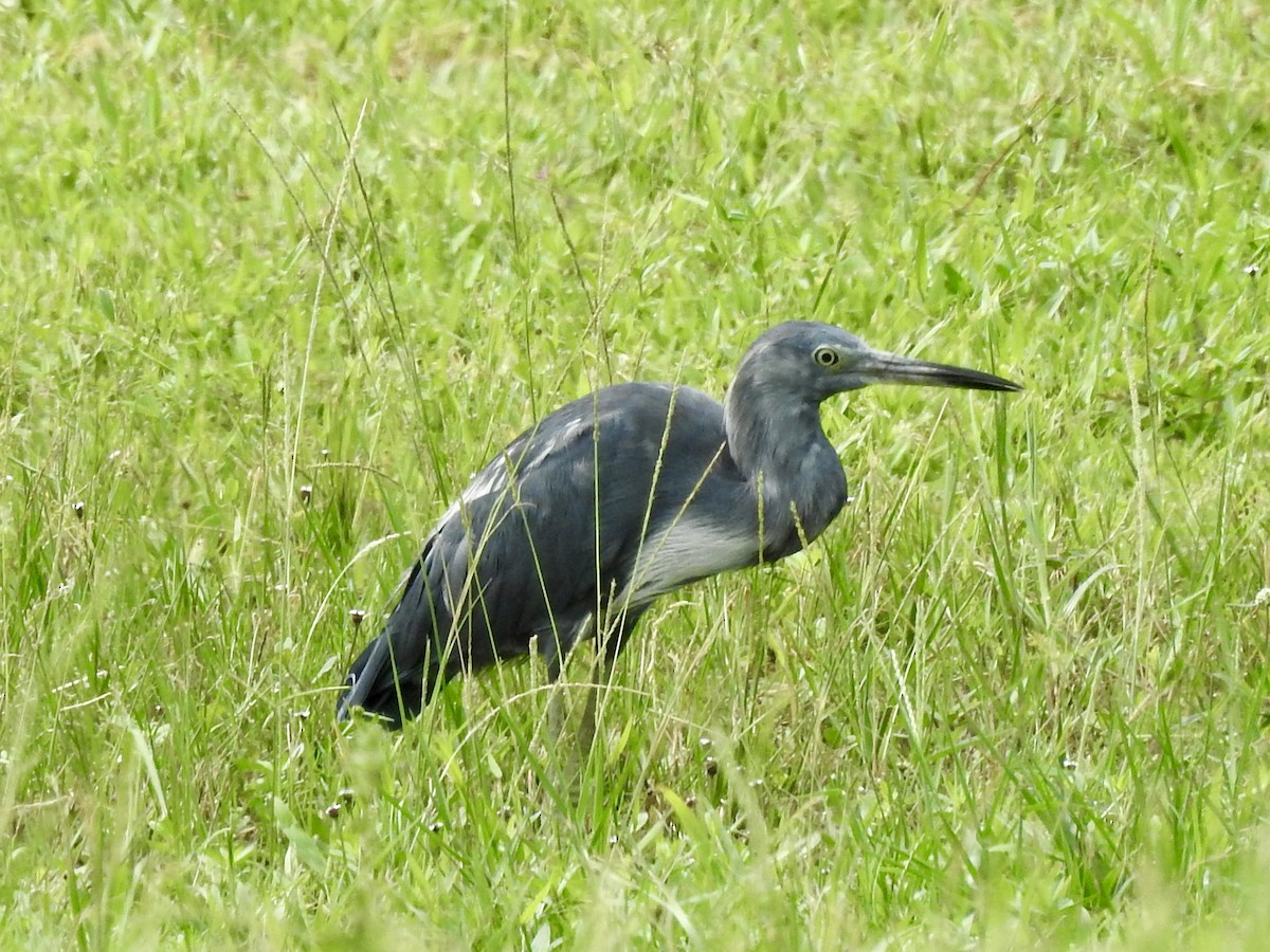 Little Blue Heron - ML642283979