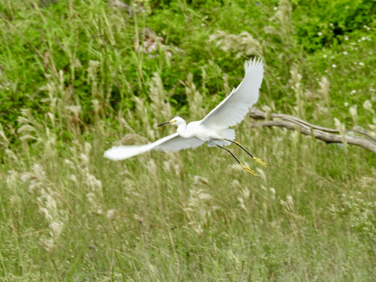 Snowy Egret - ML642283991