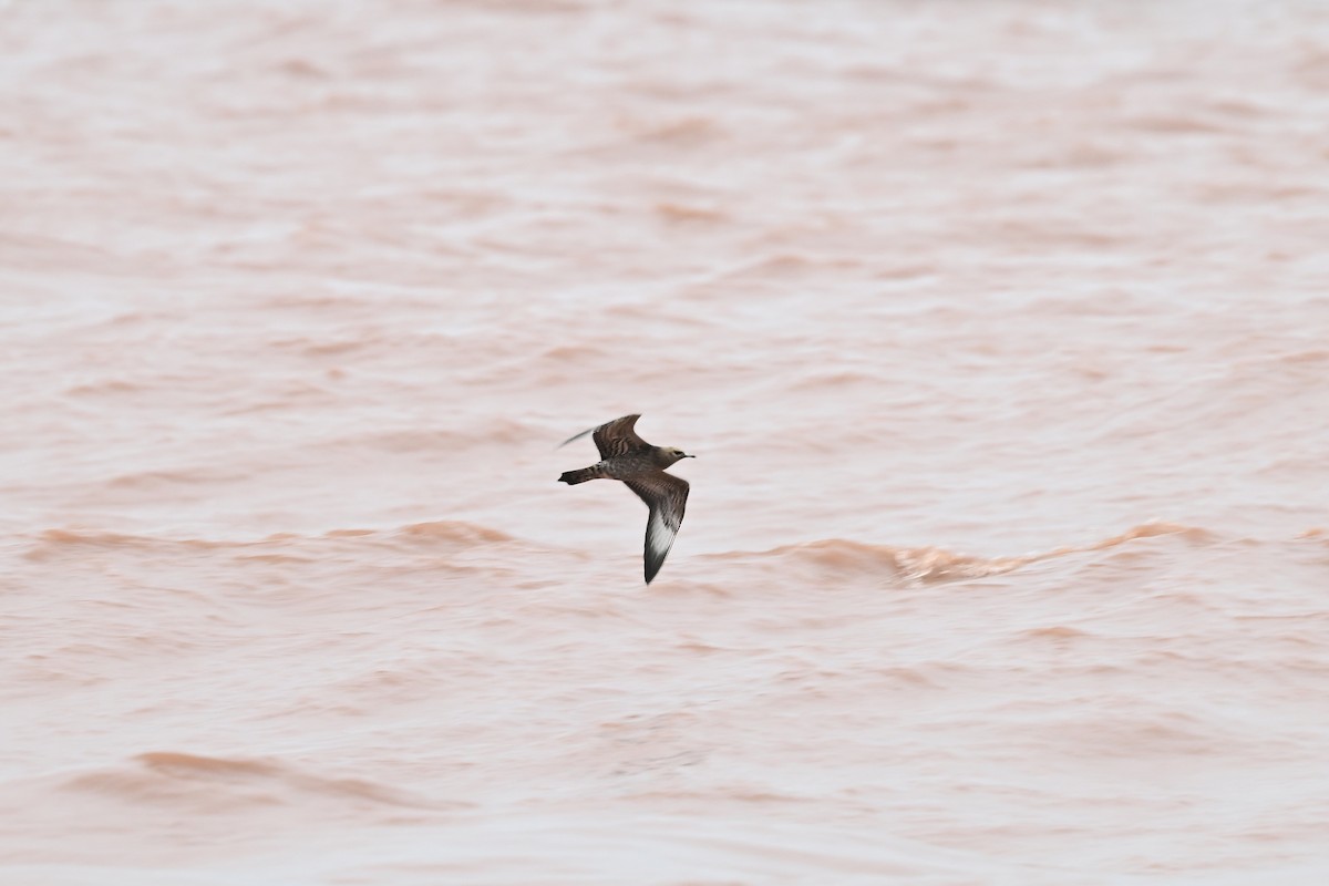 Parasitic Jaeger - ML642284005