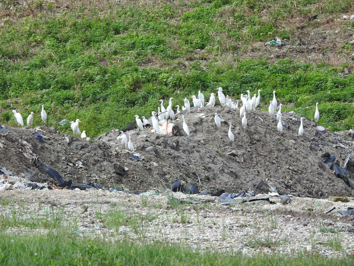 Western Cattle-Egret - ML642284017