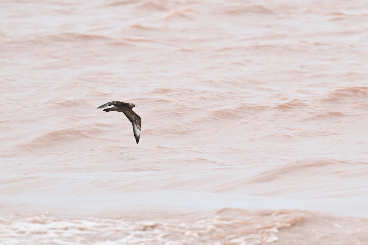 Parasitic Jaeger - ML642284019