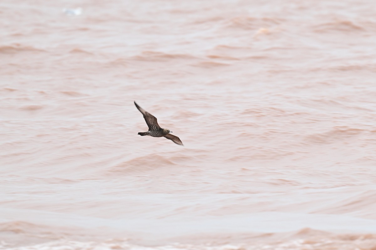Parasitic Jaeger - ML642284028