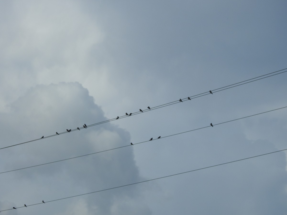 Barn Swallow - ML642284050