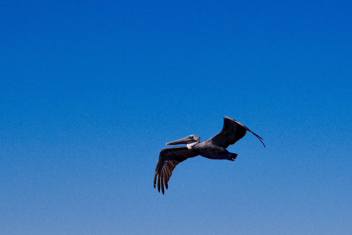 Brown Pelican - ML642284052