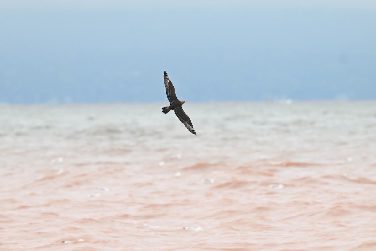 Parasitic Jaeger - ML642284053