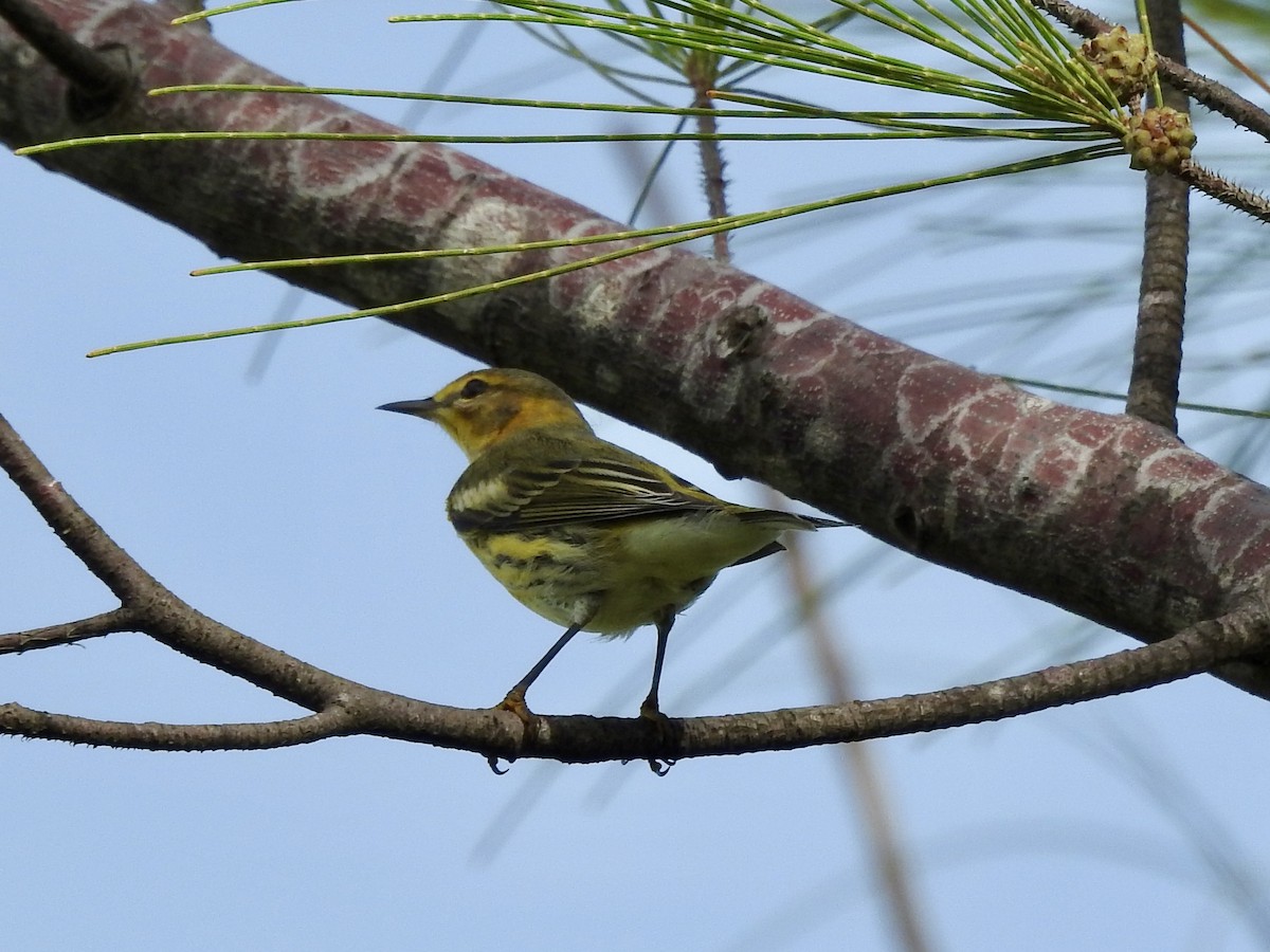 Cape May Warbler - ML642284074