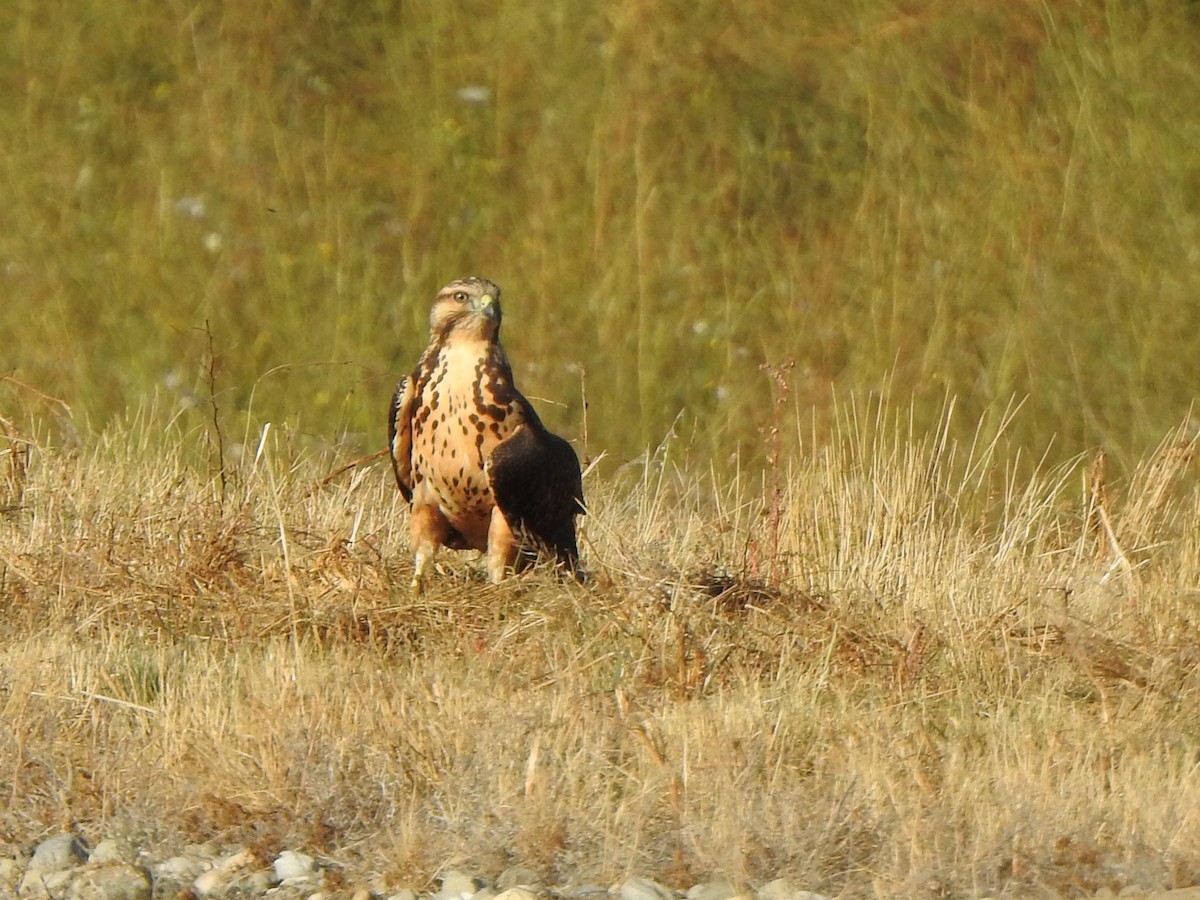 Swainson's Hawk - ML642284090