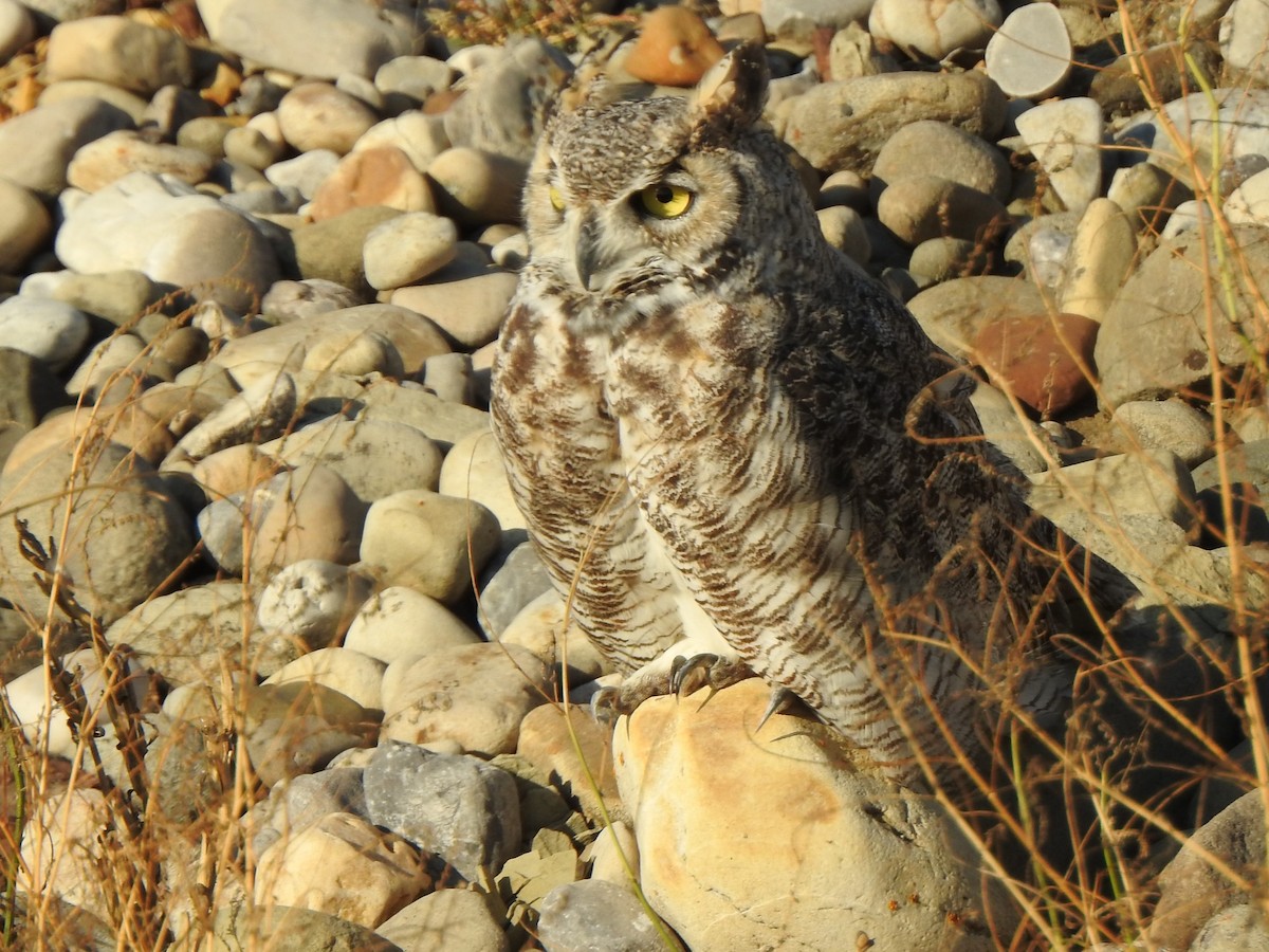 Great Horned Owl - ML642284111