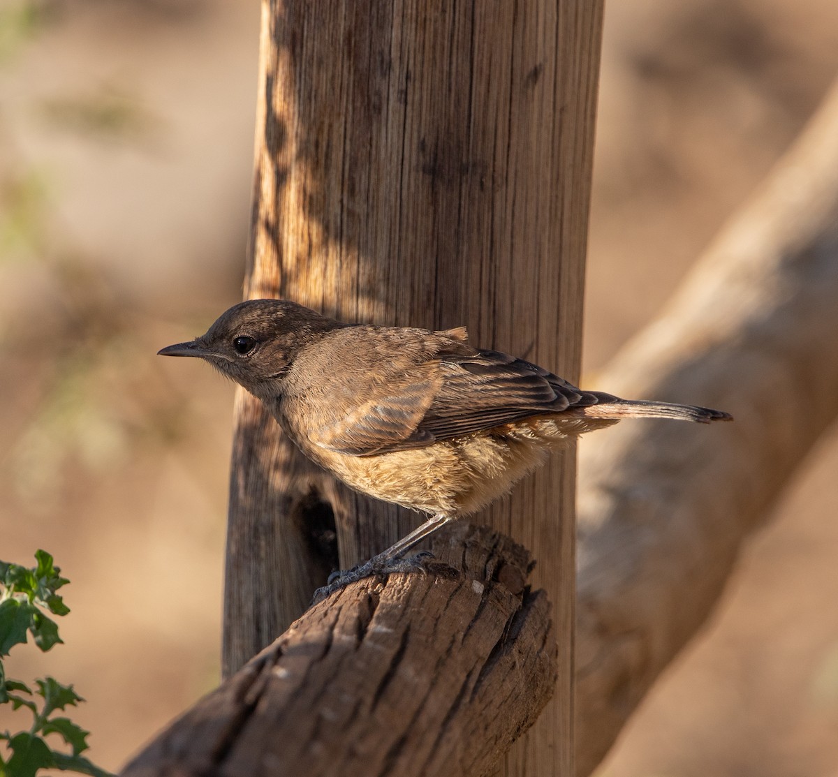 Chat Flycatcher - ML642284114