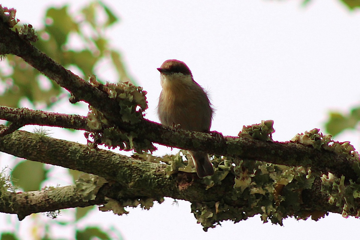 Brown-headed Nuthatch - ML642284154