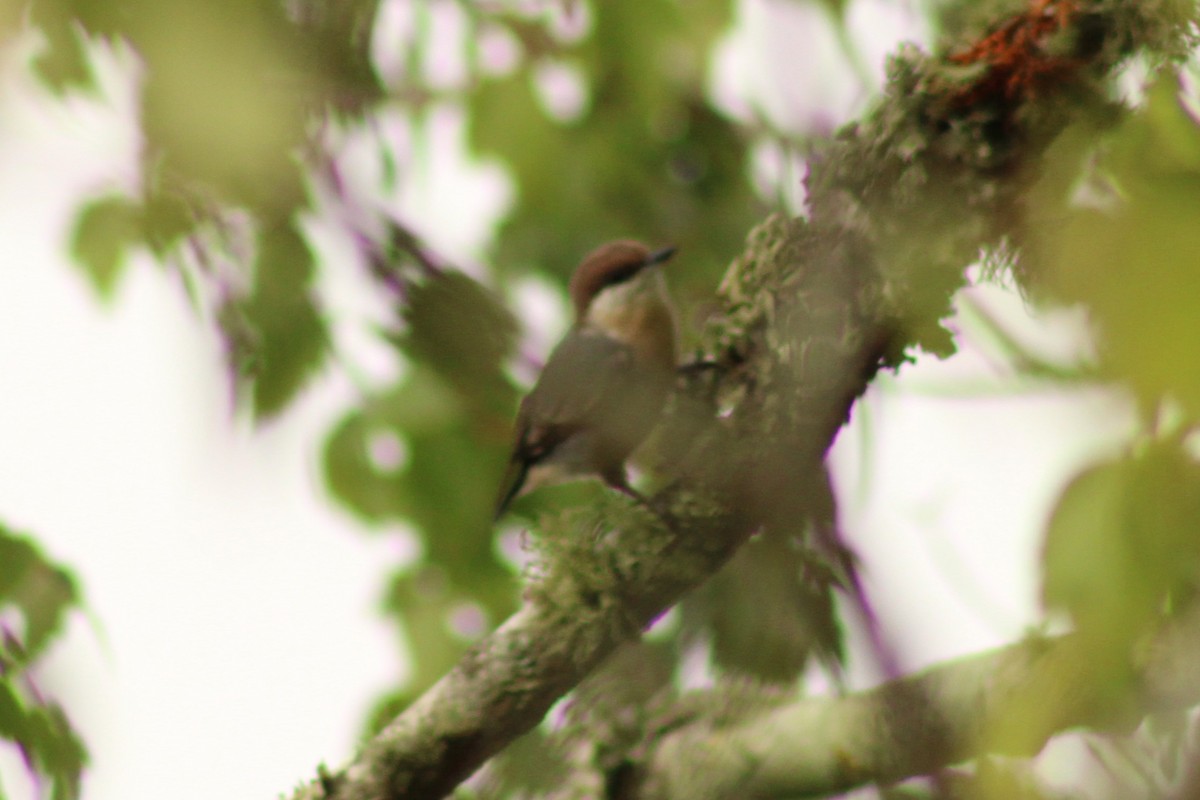 Brown-headed Nuthatch - ML642284160