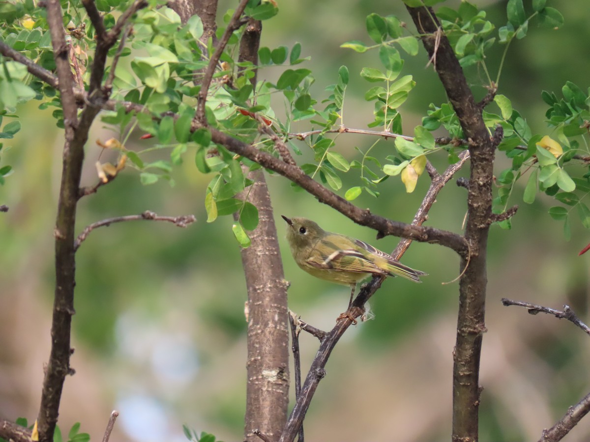 Ruby-crowned Kinglet - ML642284169