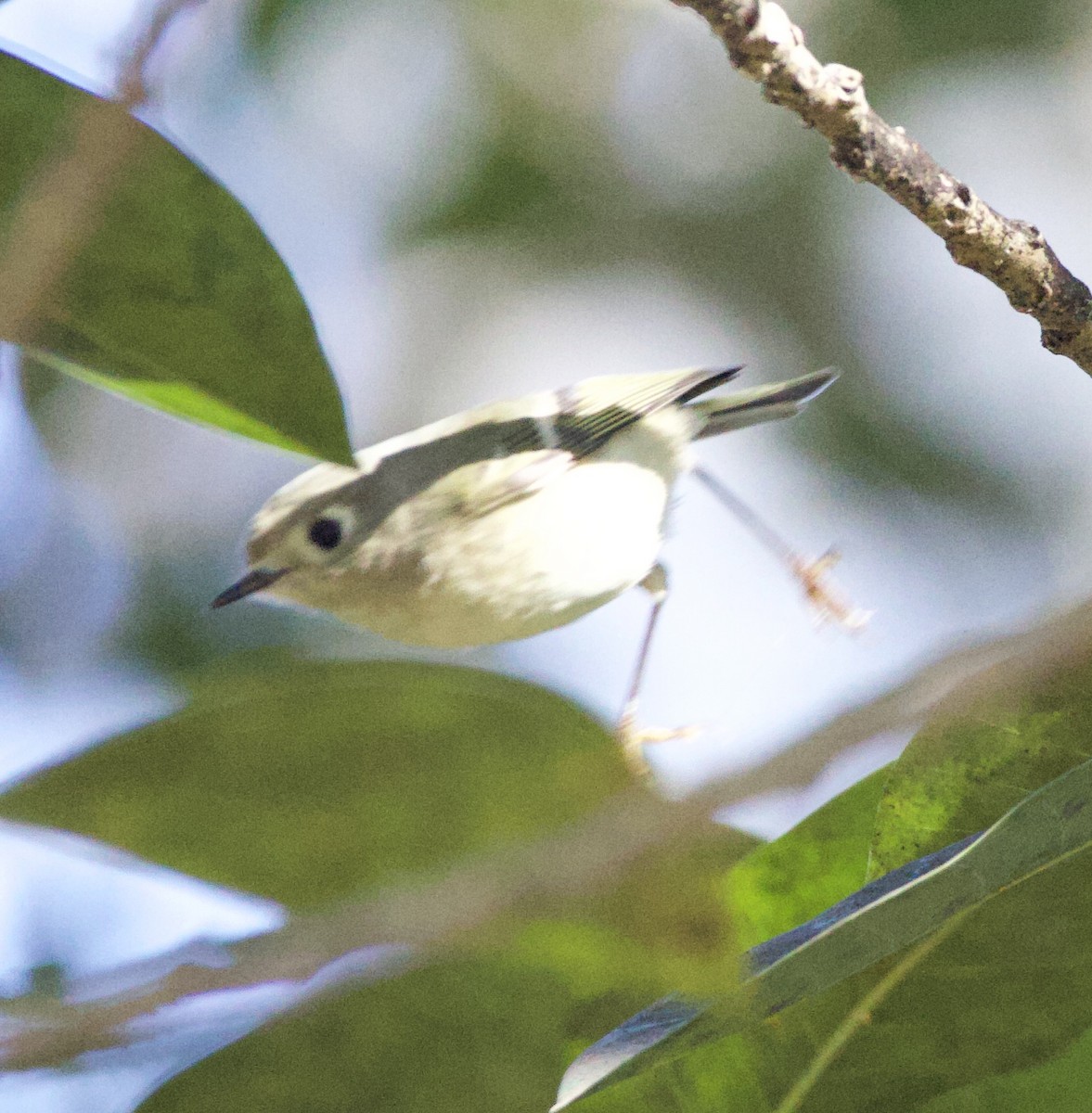 Ruby-crowned Kinglet - ML642284174